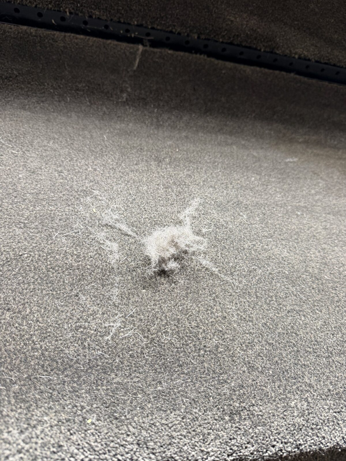 Before: pet hair and debris embedded in carpet fibers