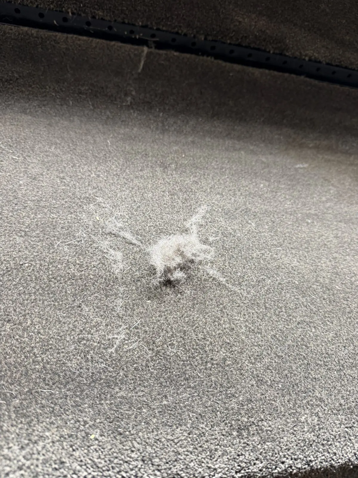 Before: pet hair and debris embedded in carpet fibers